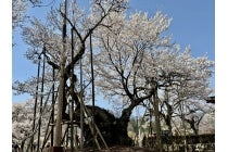 【蒲郡・相見・岡崎発】*1泊3食付*たっぷりお花見の旅!日本三大桜の山高神代桜・桃源郷(桃の花と菜の花の饗宴)&甲州・石和温泉の桜並木『石和温泉』1
